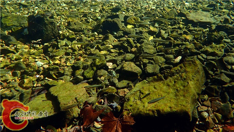 PA260827.jpg