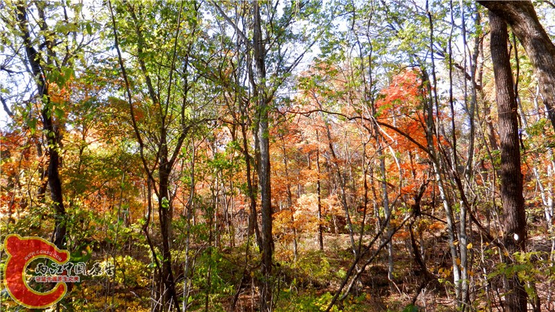 DSCN9547.jpg