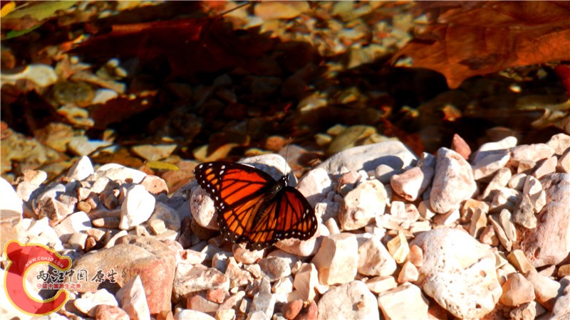 DSCN9563.jpg