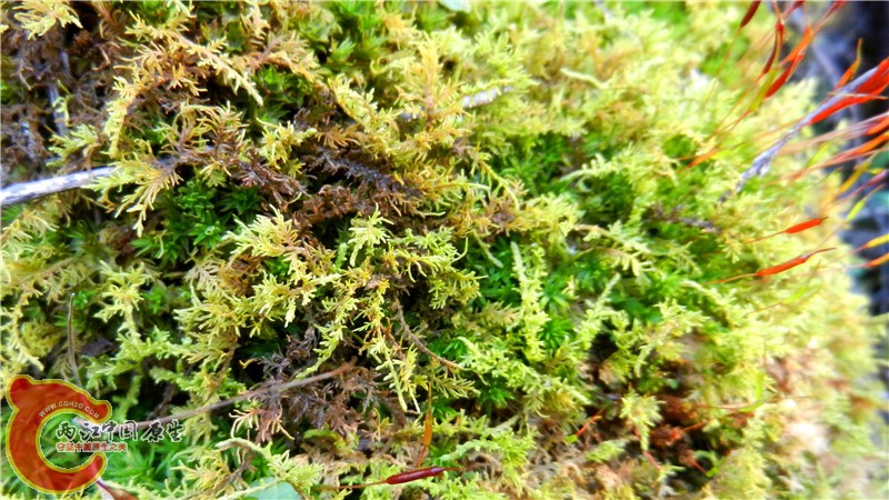 DSCN9571.jpg
