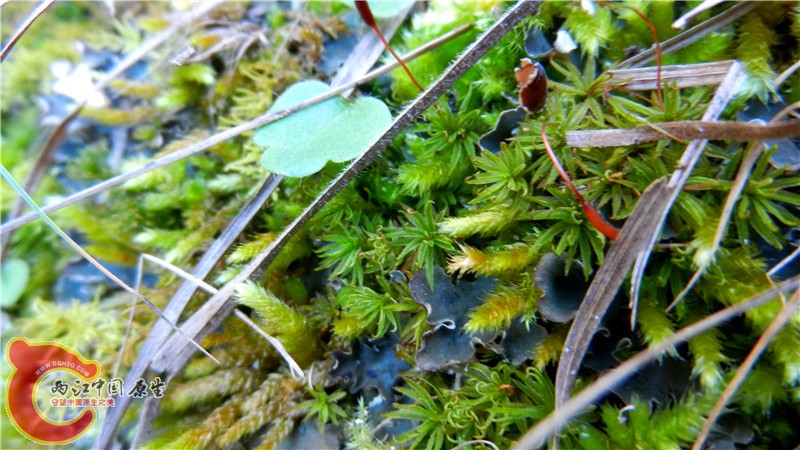 DSCN9572.jpg