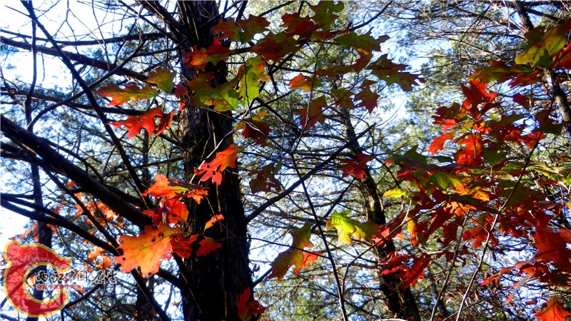 DSCN9595.jpg