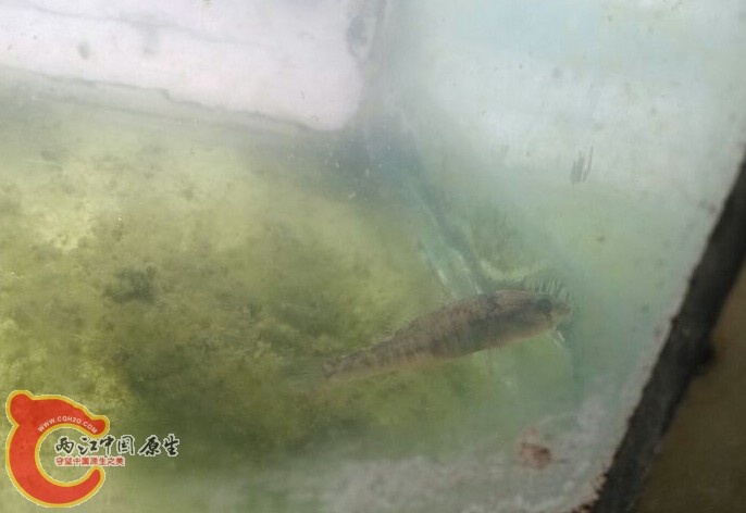 侧面照感觉像黄又