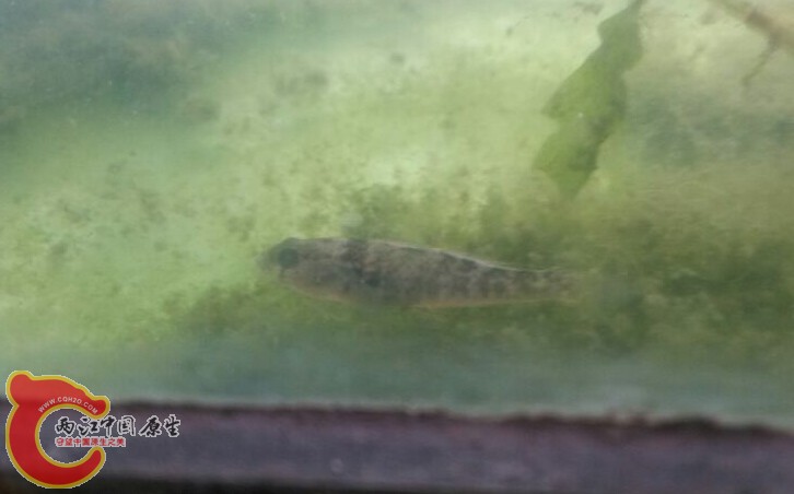 侧面照又感觉像乌鱼的幼鱼