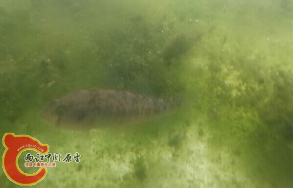 还是侧面 大神看看是神马鱼