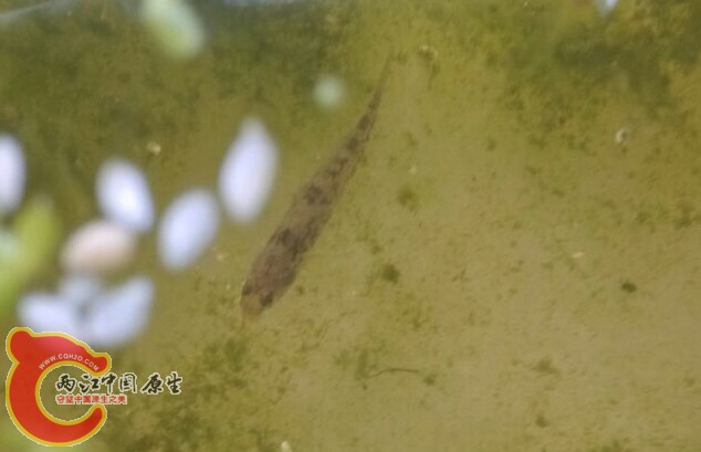 这是俯视图  看是什么