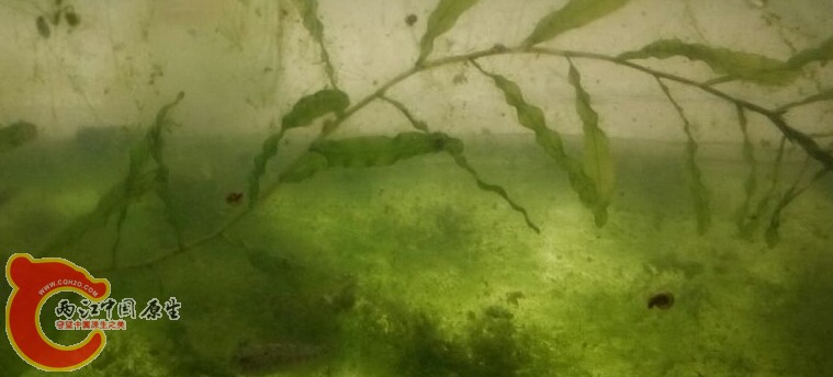 这个草能过水嘛  