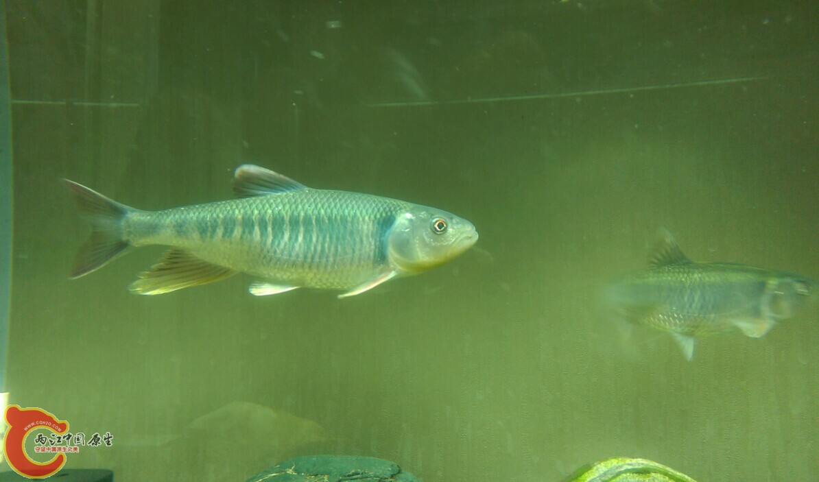 缸霸马口