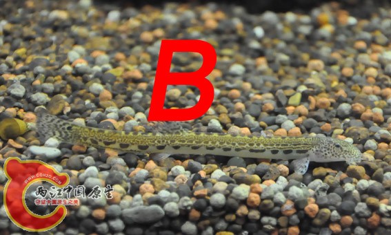 B.jpg