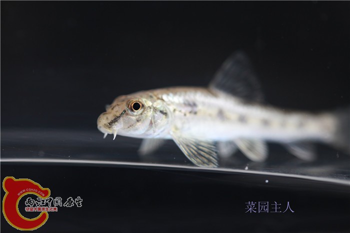 野采 037.jpg