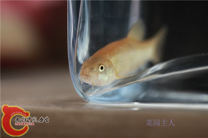 野采 020.jpg