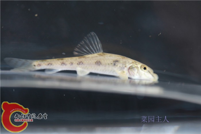 野采 021.jpg