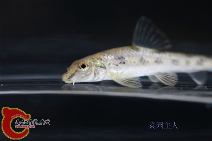 野采 024.jpg