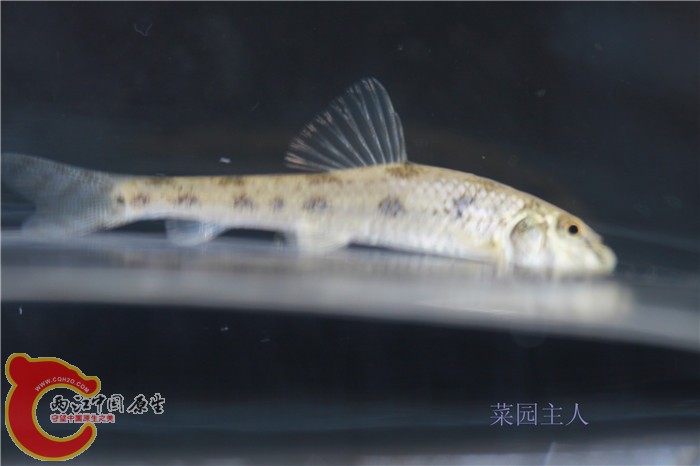 野采 023.jpg