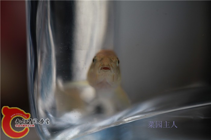 野采 026.jpg