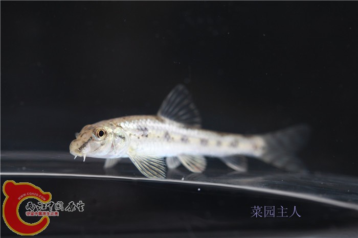 野采 035.jpg