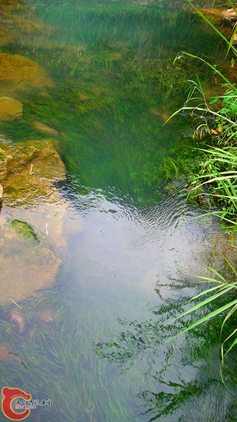 水草