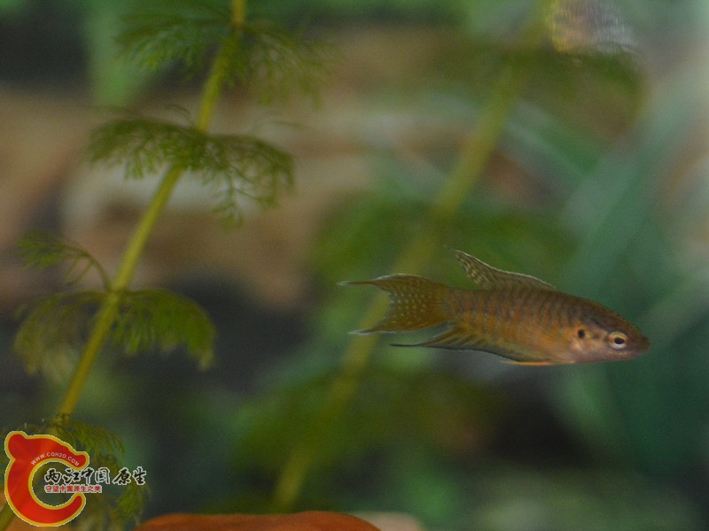 DSC_0039.jpg