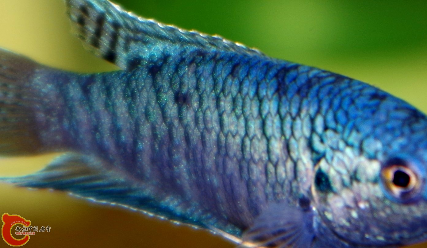 44432_5.jpg