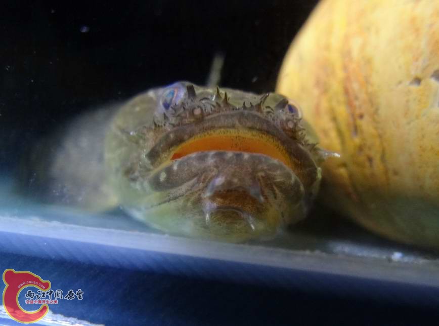 砂髯虾虎鱼 (2).JPG