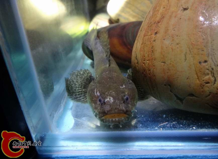 砂髯虾虎鱼 (3).JPG