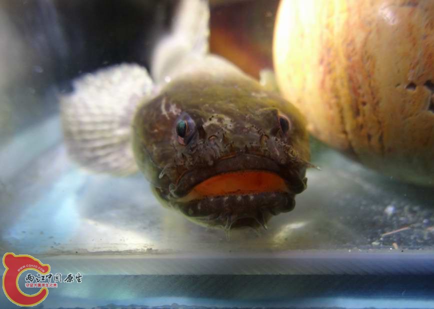 砂髯虾虎鱼 (4).JPG