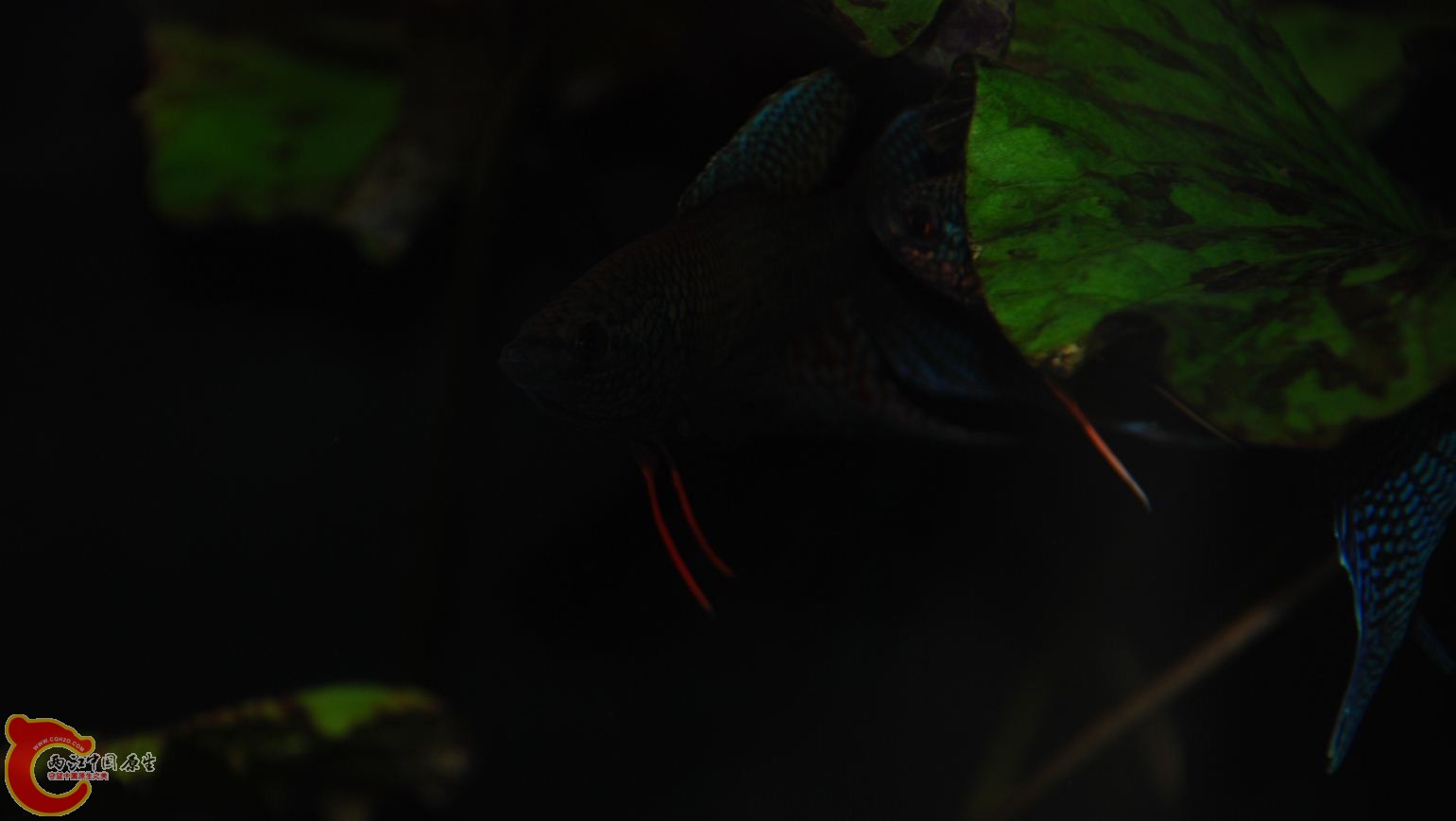 2f.JPG