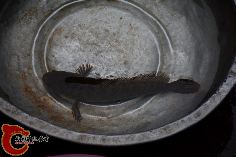 DSC_0161.jpg