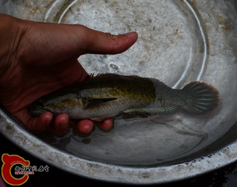 DSC_0162.jpg