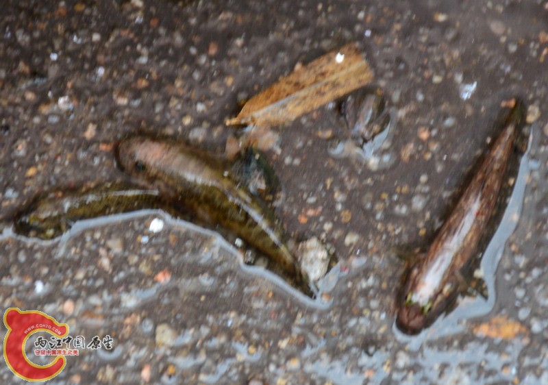DSC_0171.jpg