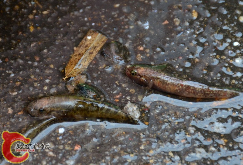 DSC_0176.jpg