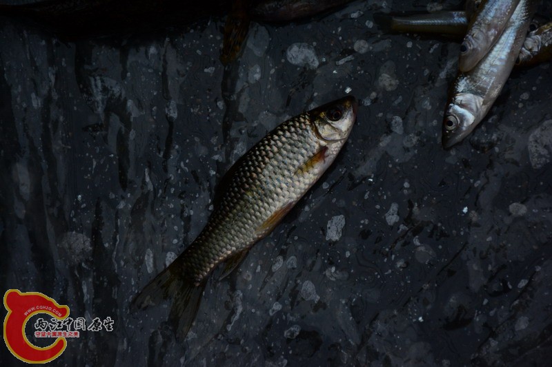 DSC_0178.jpg