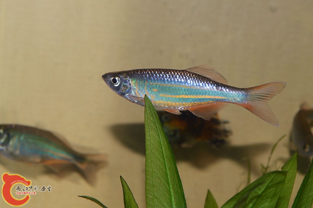 botiao4.jpg