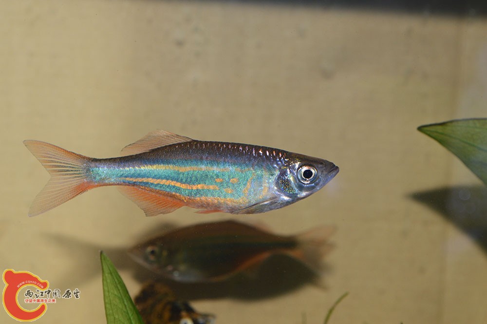 botiao5.jpg