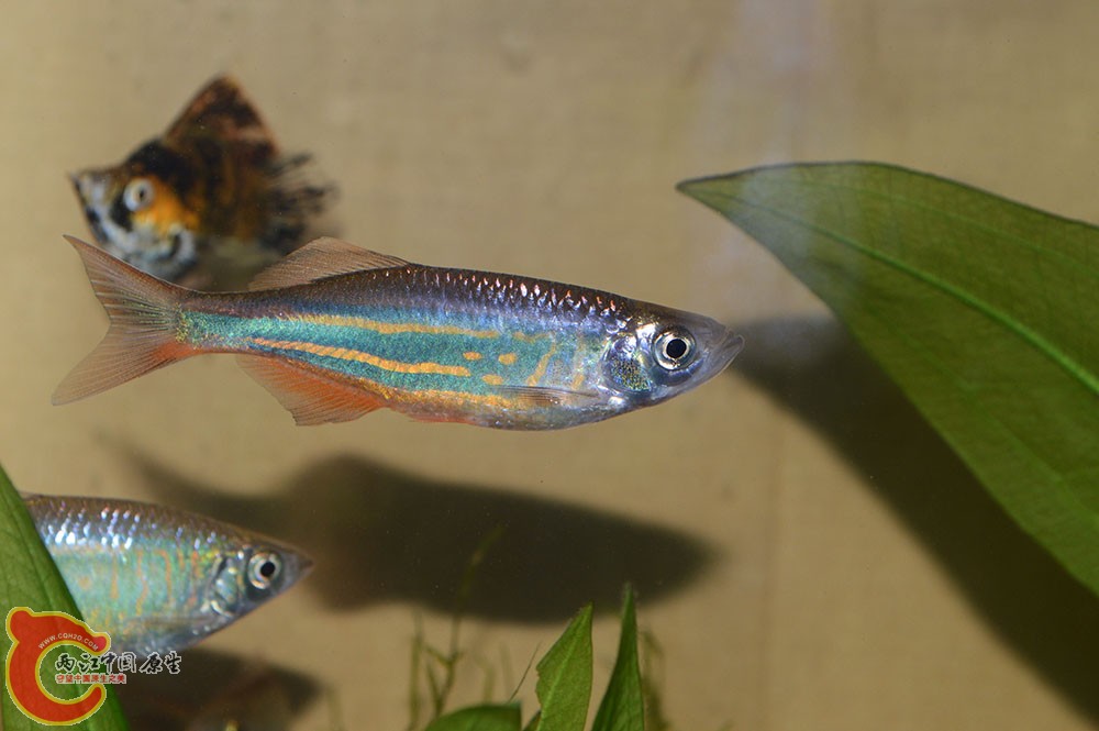 botiao6.jpg