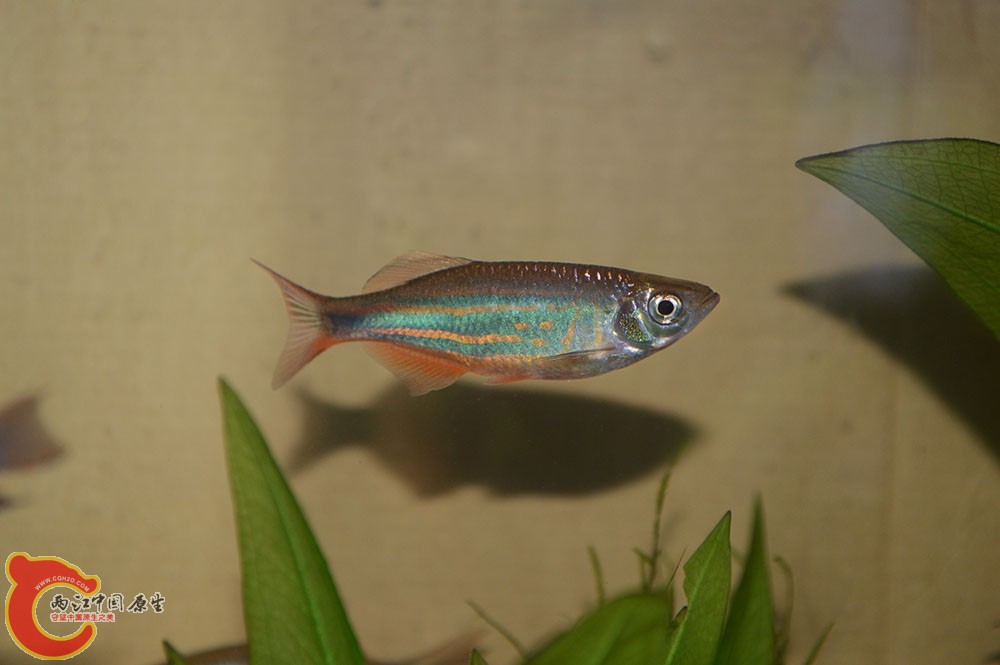 botiao7.jpg