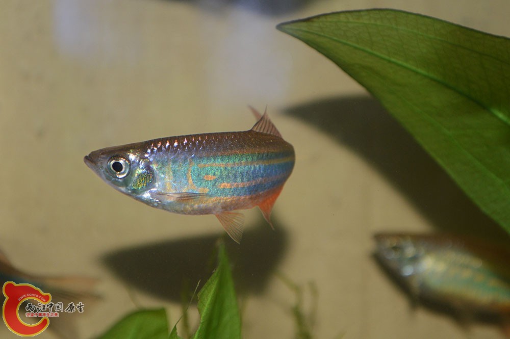 botiao8.jpg