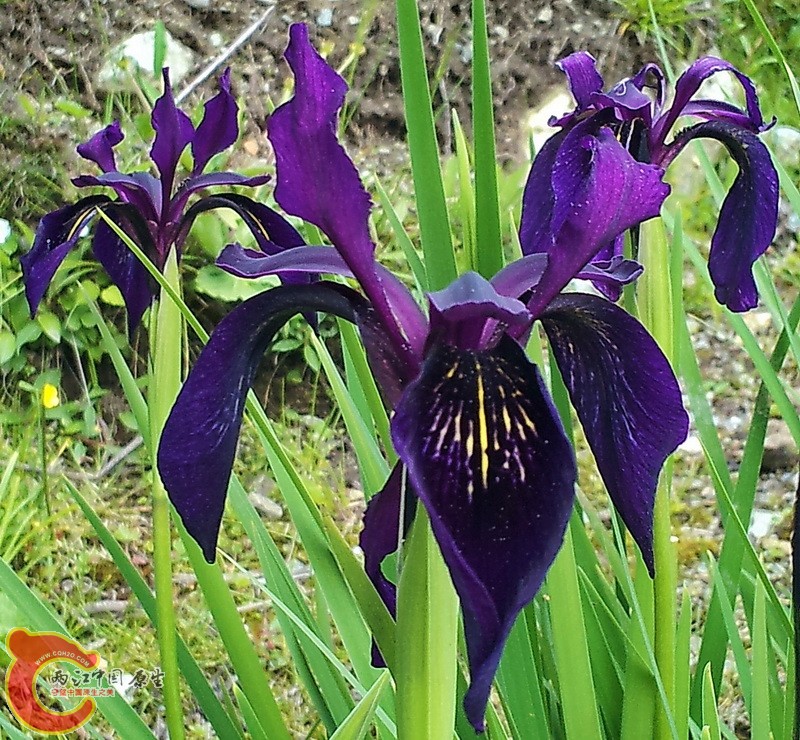 20140626_183336g.jpg