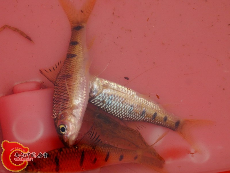 DSC01136.jpg
