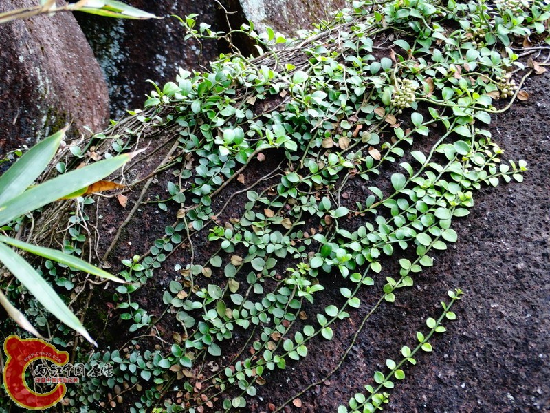 DSC01152.jpg