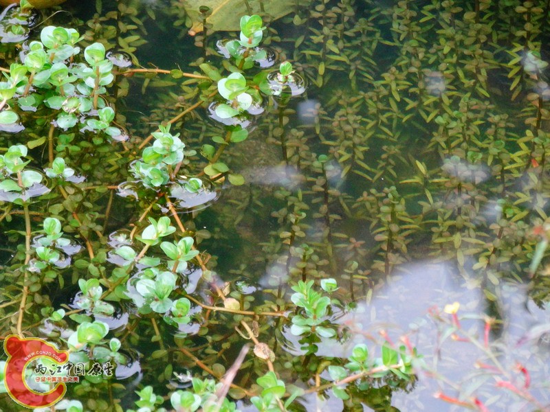 DSC01157.jpg