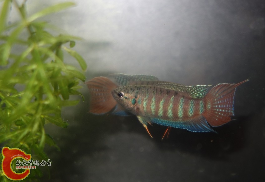 DSC02850_副本_副本_副本_副本_副本.jpg