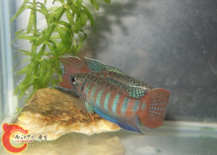 DSC02895_副本_副本_副本.jpg