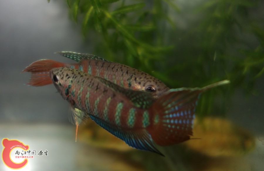 DSC02904_副本_副本_副本.jpg