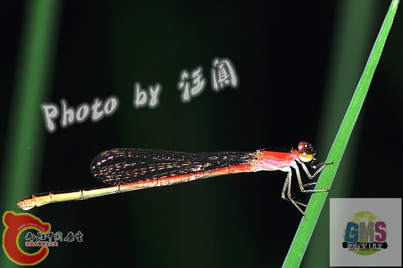 杯斑小蟌 Agriocnemis femina Brauer 3 .jpg