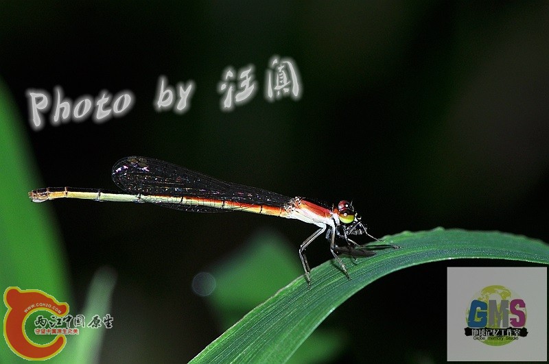 杯斑小蟌 Agriocnemis femina Brauer 4 .jpg