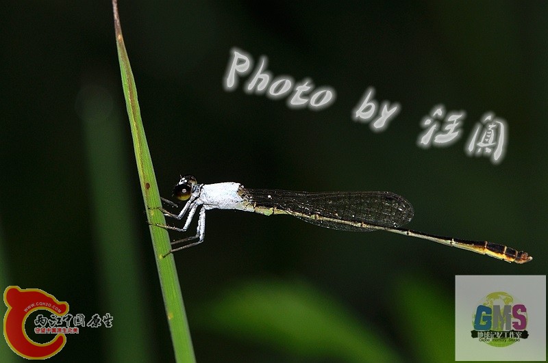 杯斑小蟌 Agriocnemis femina Brauer 5 .jpg