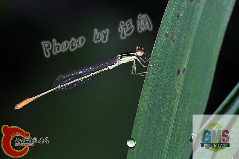 杯斑小蟌 Agriocnemis femina Brauer.jpg