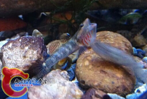 溪吻的怒吼也透露着萌劲