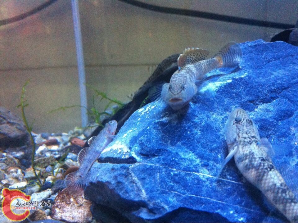 两只同大小的李氏